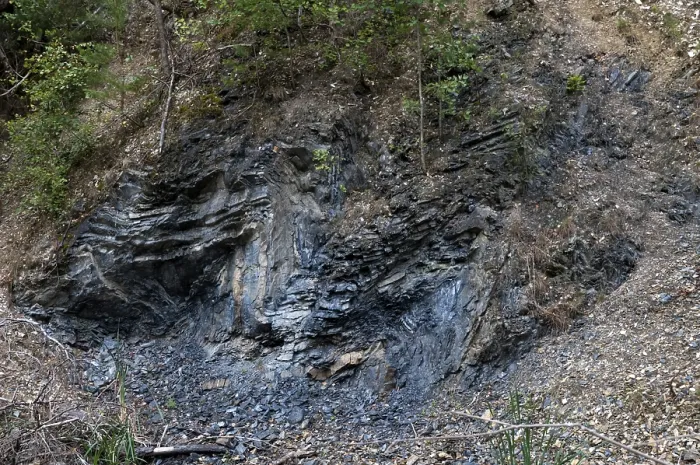 Stampa con cornice : Germania, graptoliti, Turingia. Stampa con cornice : Germania, graptoliti, Turingia.