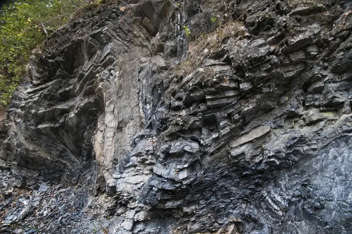 Stampa con cornice : Germania, graptoliti, Turingia.