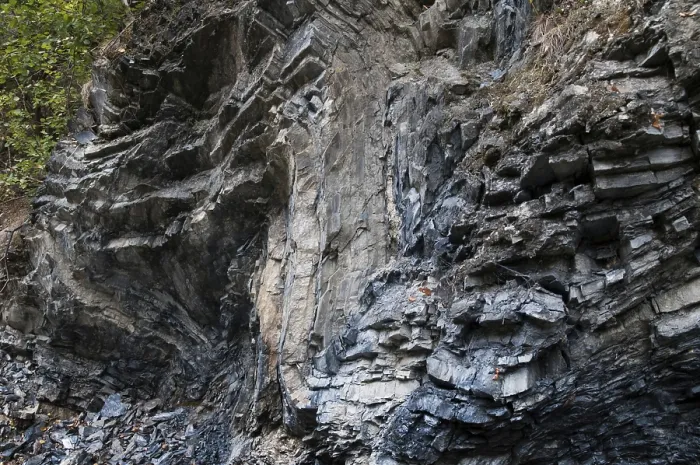 Stampa con cornice : Germania, graptoliti, Turingia Stampa con cornice : Germania, graptoliti, Turingia