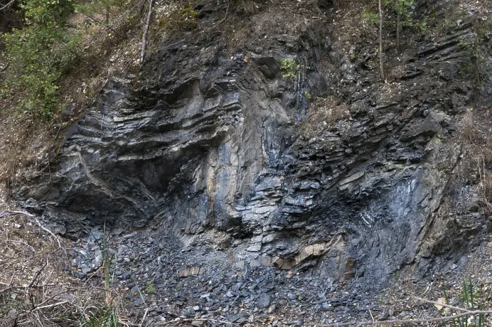 Stampa con cornice : Germania, graptoliti, Turingia. Stampa con cornice : Germania, graptoliti, Turingia.