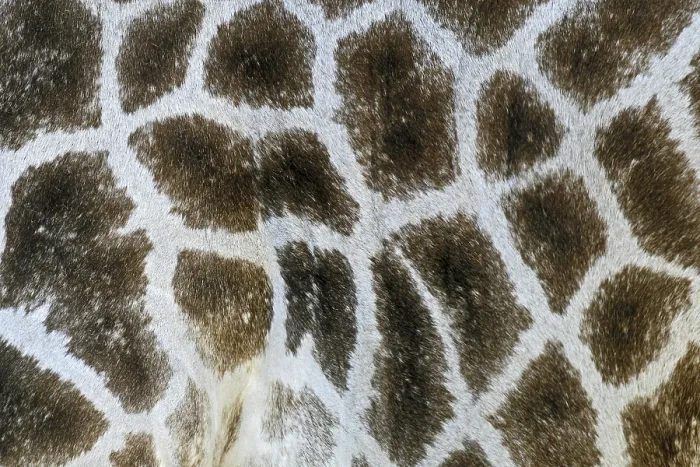 Stampa con cornice : Giraffe Stampa con cornice : Giraffe