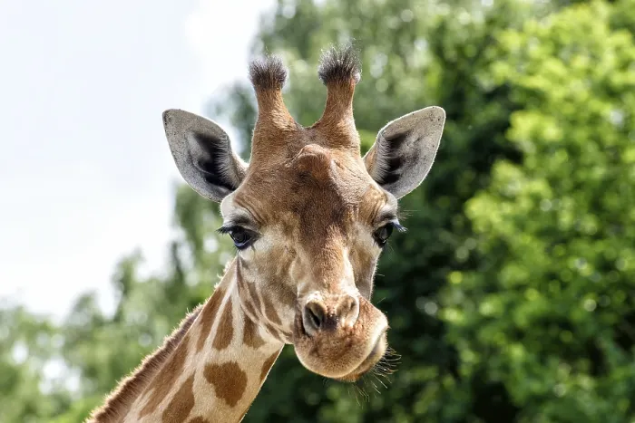 Stampa con cornice : Giraffe