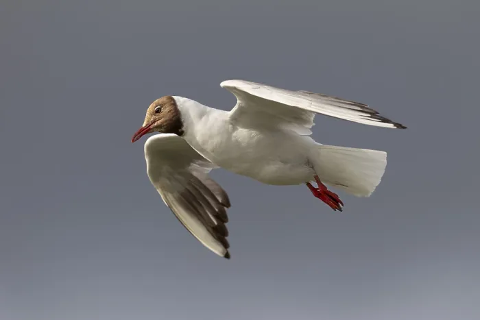Stampa con cornice : Volo a planata. Stampa con cornice : Volo a planata.