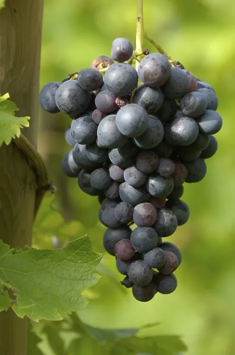 Stampa con cornice : Grape-vine Stampa con cornice : Grape-vine