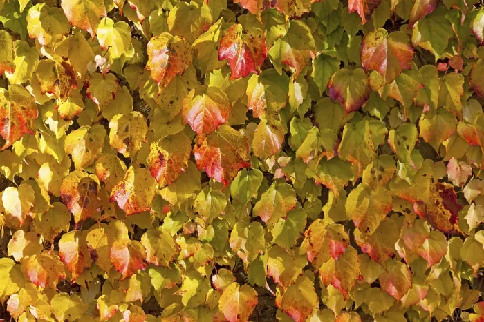 Stampa con cornice : Vitis vinifera subsp. Stampa con cornice : Vitis vinifera subsp.