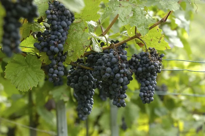 Stampa con cornice : Grape-vines Stampa con cornice : Grape-vines