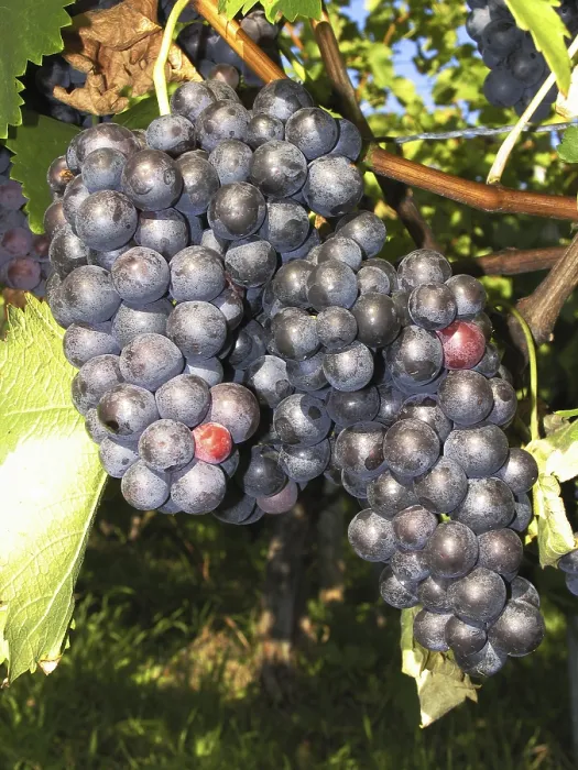 Stampa con cornice : Grapes Stampa con cornice : Grapes