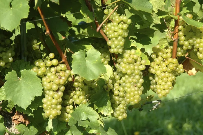 Stampa con cornice : Grapes Stampa con cornice : Grapes