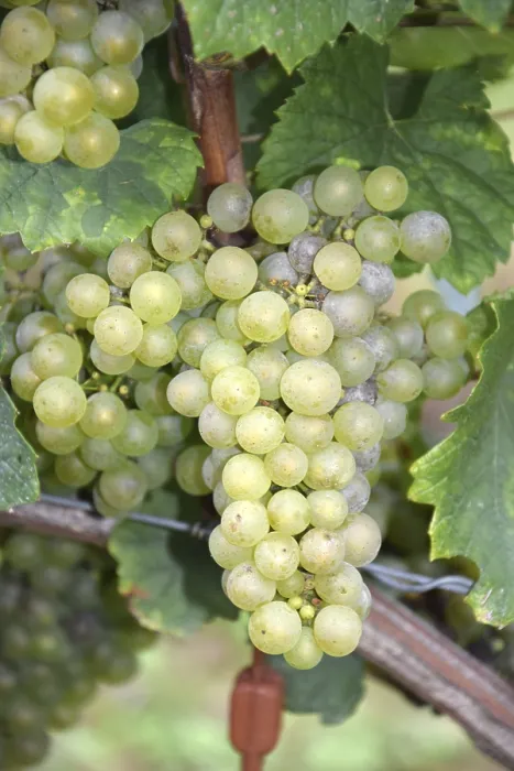 Stampa con cornice : Grapes Stampa con cornice : Grapes