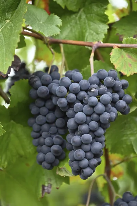 Stampa con cornice : Grapes Stampa con cornice : Grapes