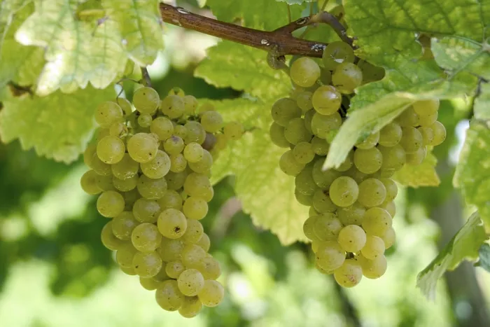 Stampa con cornice : Grapevine