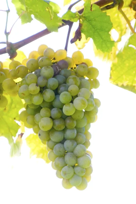 Stampa con cornice : Grapevine Stampa con cornice : Grapevine