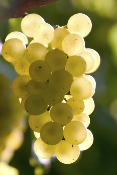 Stampa con cornice : Grapevine Stampa con cornice : Grapevine