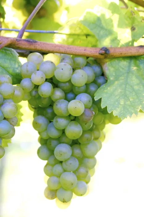 Stampa con cornice : Grapevine