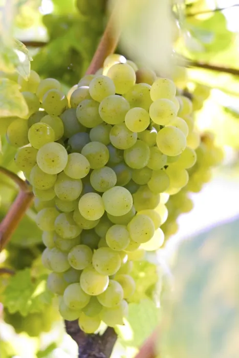 Stampa con cornice : Grapevine Stampa con cornice : Grapevine