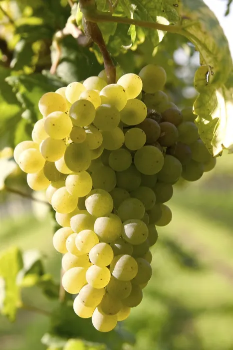 Stampa con cornice : Grapevine Stampa con cornice : Grapevine