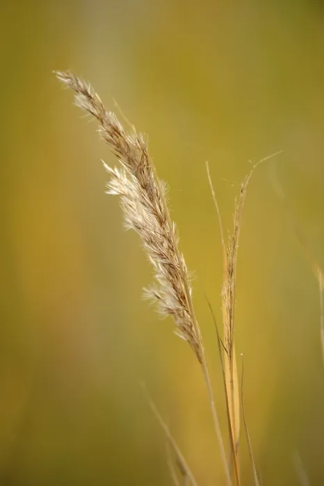 Stampa con cornice : Grass Stampa con cornice : Grass