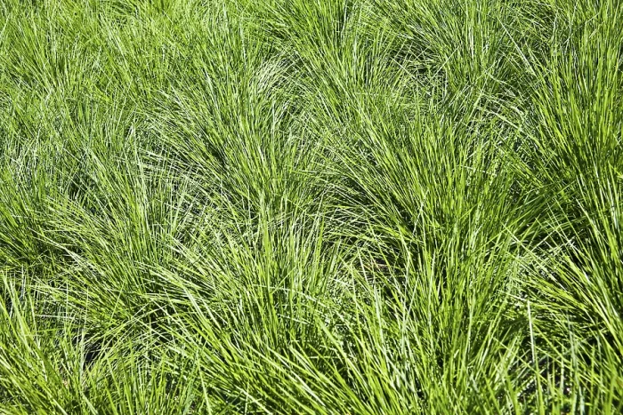 Stampa con cornice : Grass