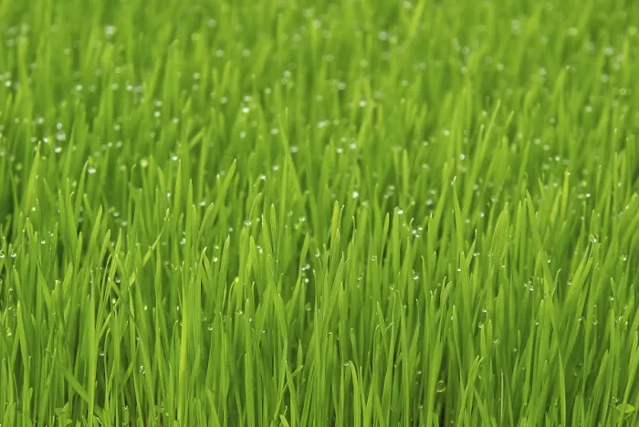 Stampa con cornice : Grass Stampa con cornice : Grass