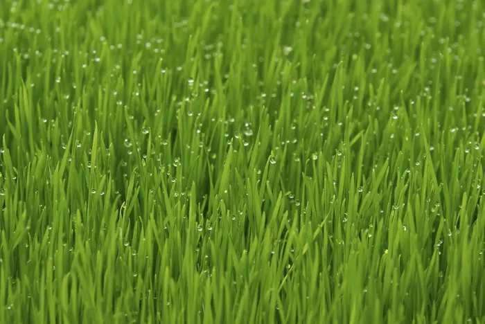Stampa con cornice : Grass Stampa con cornice : Grass
