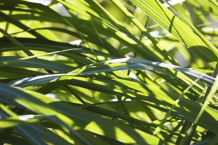 Stampa con cornice : Grass