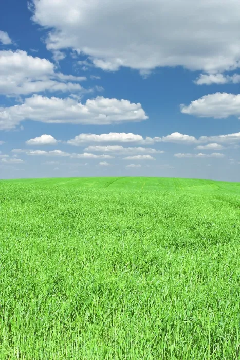 Stampa con cornice : Erba e cielo.