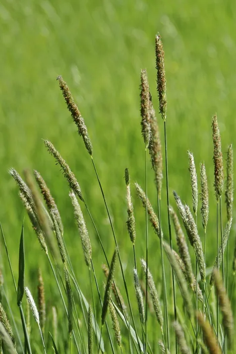 Stampa con cornice : Grasses
