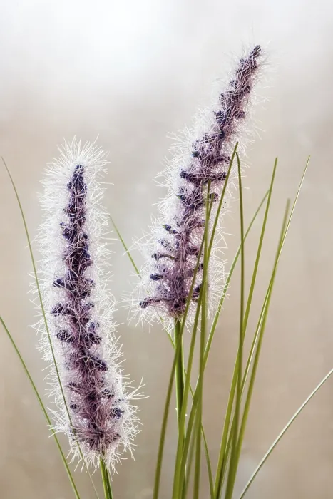 Stampa con cornice : Grasses Stampa con cornice : Grasses