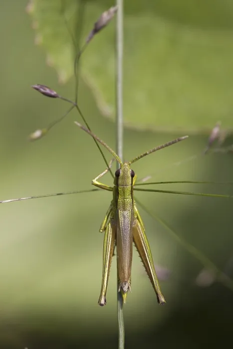 Stampa con cornice : Cicala nell'erba. Stampa con cornice : Cicala nell'erba.