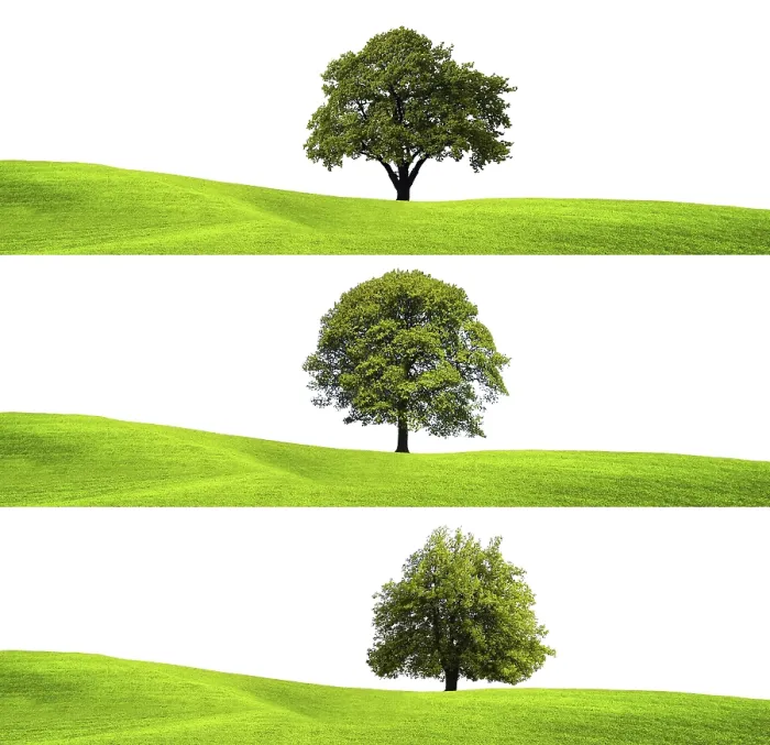 Stampa con cornice : Ambiente verde e albero. Stampa con cornice : Ambiente verde e albero.