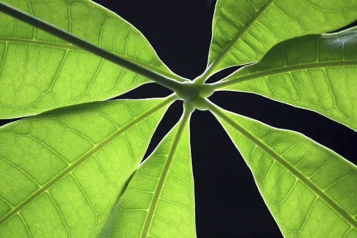 Stampa con cornice : Foglia verde Stampa con cornice : Foglia verde