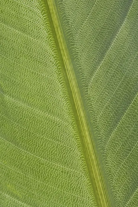 Stampa con cornice : Foglia verde Stampa con cornice : Foglia verde