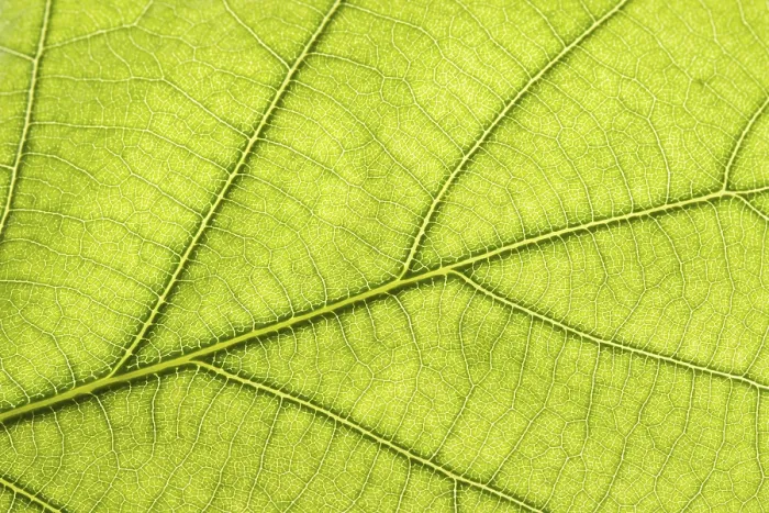 Stampa con cornice : Foglia verde a fuoco chiuso. Stampa con cornice : Foglia verde a fuoco chiuso.