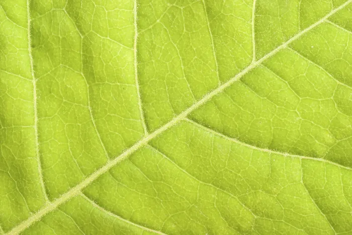 Stampa con cornice : Foglia verde a fuoco chiuso. Stampa con cornice : Foglia verde a fuoco chiuso.