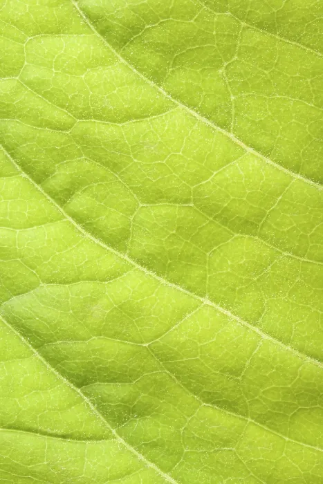 Stampa con cornice : Foglia verde a fuoco chiuso. Stampa con cornice : Foglia verde a fuoco chiuso.
