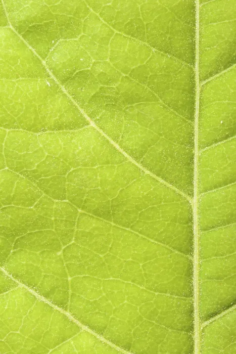 Stampa con cornice : Foglia verde a fuoco chiuso. Stampa con cornice : Foglia verde a fuoco chiuso.