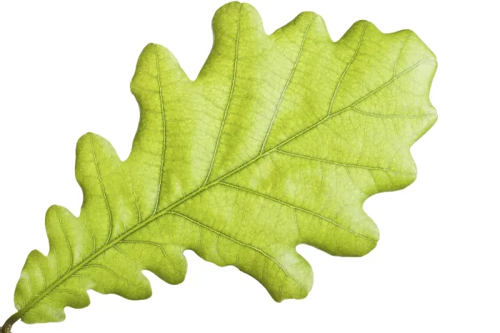Stampa con cornice : Foglia verde a fuoco chiuso. Stampa con cornice : Foglia verde a fuoco chiuso.