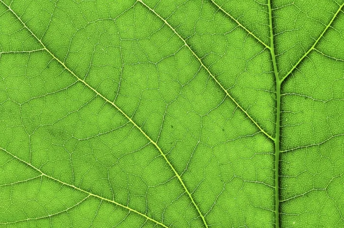 Stampa con cornice : Macro foglia verde.