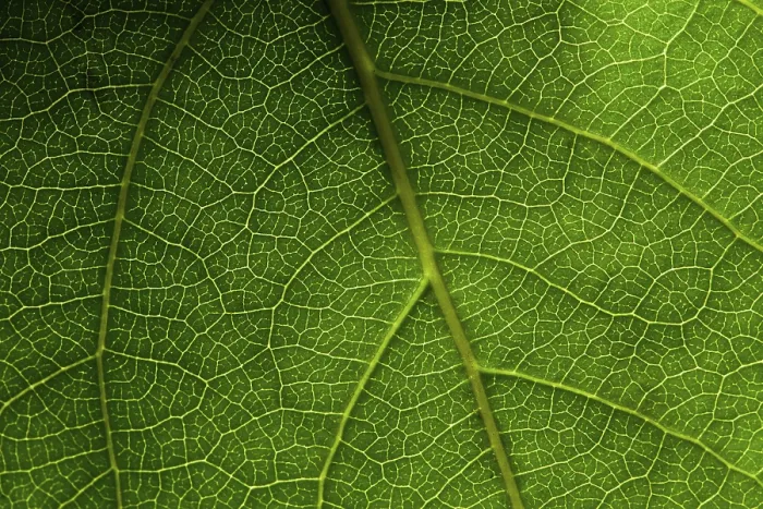 Stampa con cornice : Macro foglia verde. Stampa con cornice : Macro foglia verde.