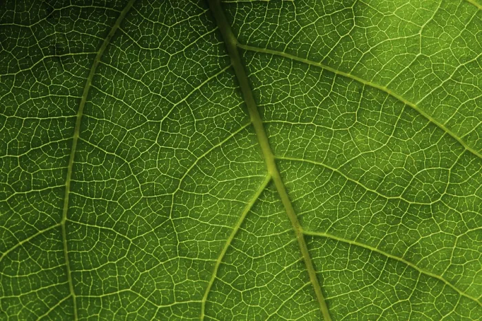 Stampa con cornice : Macro foglia verde.