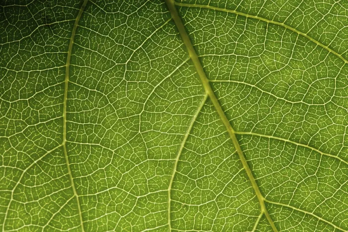 Stampa con cornice : Macro foglia verde. Stampa con cornice : Macro foglia verde.
