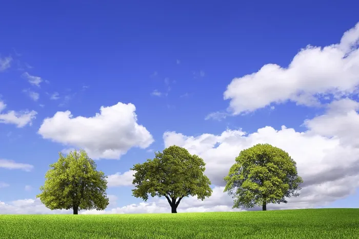 Stampa con cornice : La primavera verde sta arrivando.