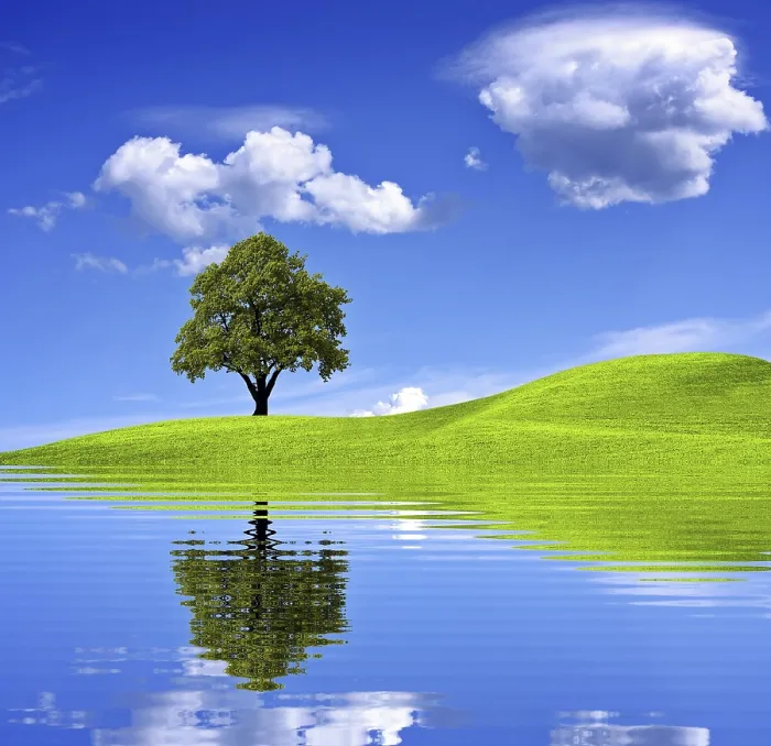 Stampa con cornice : Albero verde Stampa con cornice : Albero verde