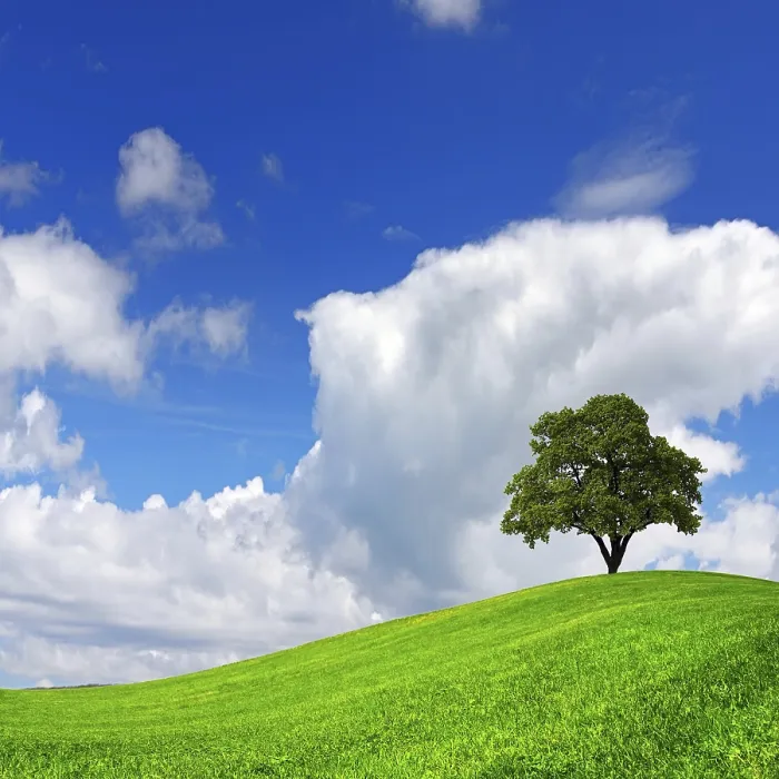 Stampa con cornice : Albero verde Stampa con cornice : Albero verde