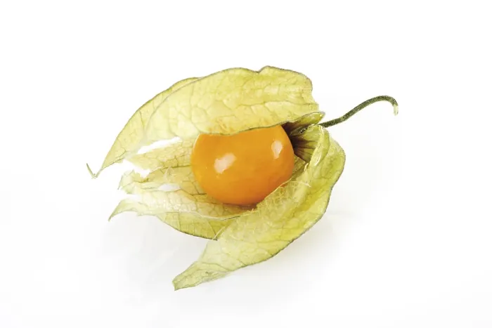 Stampa con cornice : Physalis (Fruttaria di terra) Stampa con cornice : Physalis (Fruttaria di terra)