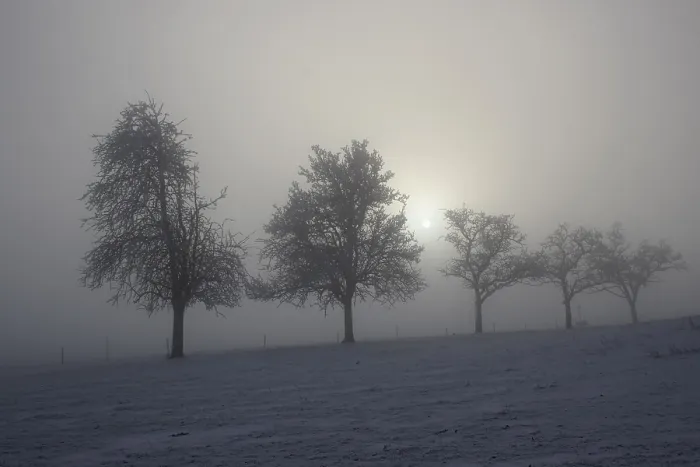 Stampa con cornice : Gruppo di alberi in luce diffusa. Stampa con cornice : Gruppo di alberi in luce diffusa.