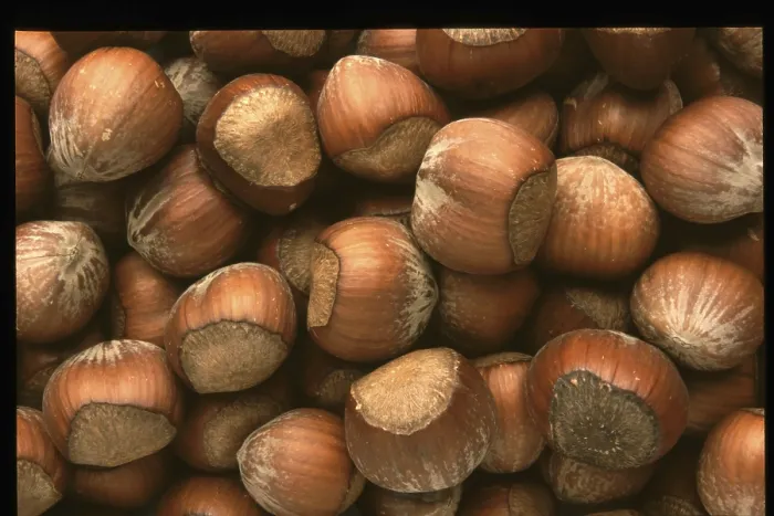 Stampa con cornice : Hazelnuts Stampa con cornice : Hazelnuts