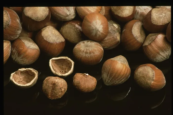 Stampa con cornice : Hazelnuts Stampa con cornice : Hazelnuts