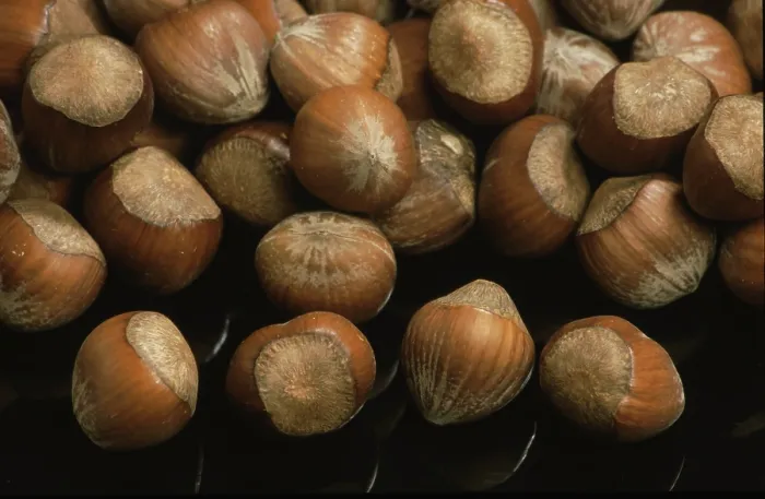 Stampa con cornice : Hazelnuts