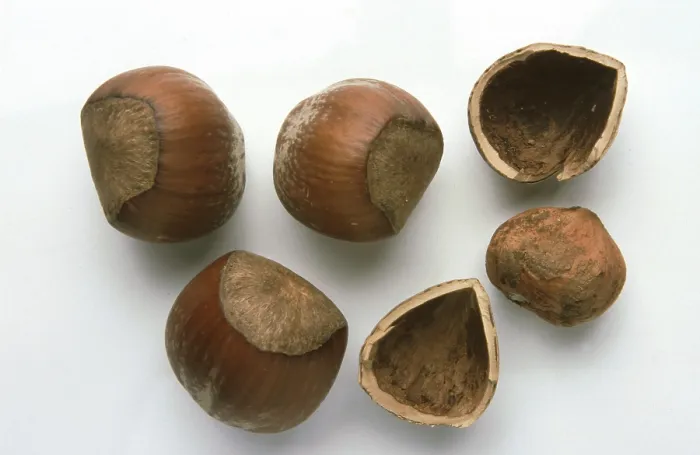 Stampa con cornice : Hazelnuts Stampa con cornice : Hazelnuts